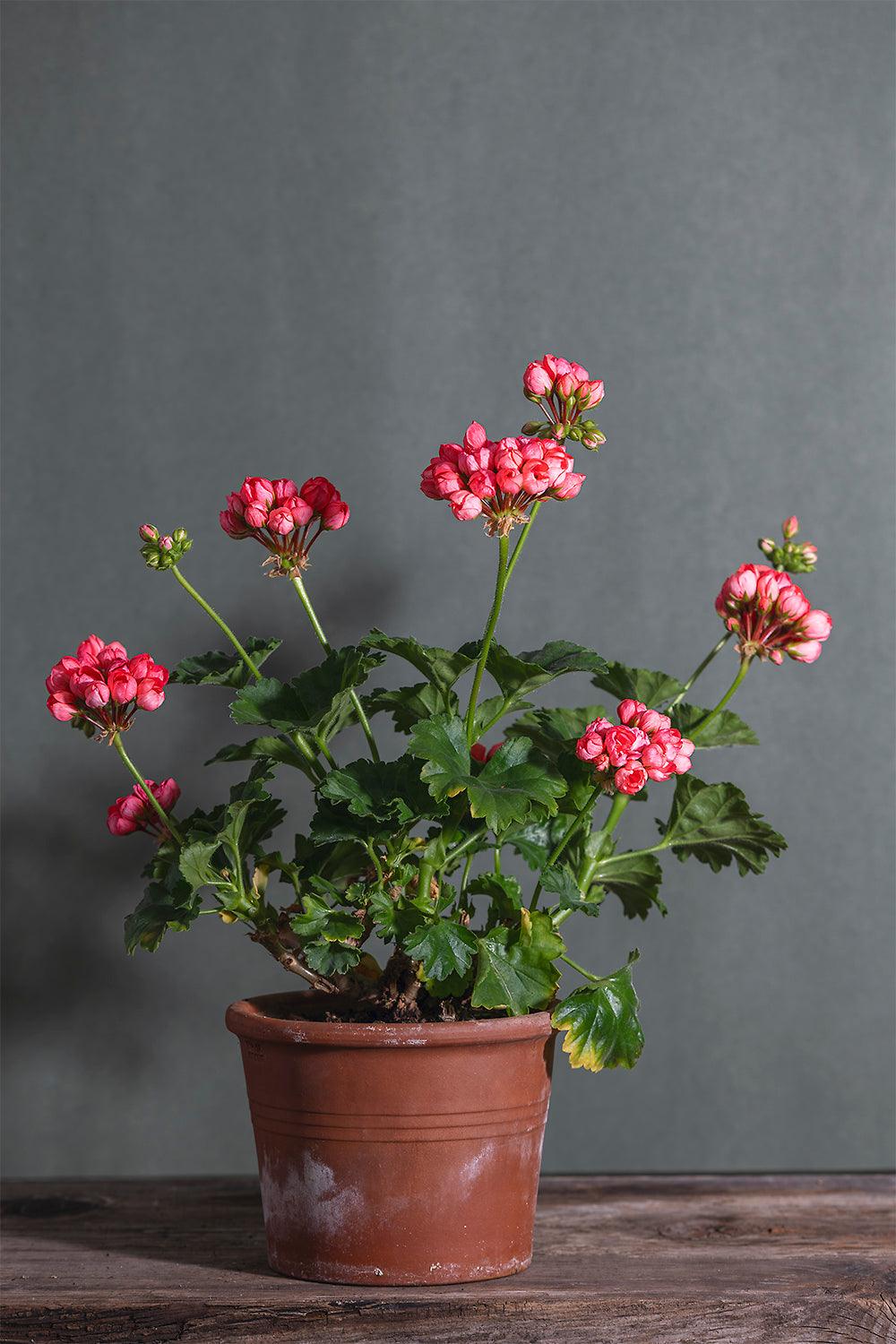 Pelargonium 'Patricia Andrea': geranio con incantevoli fiori color salmone, presentato con cura in un vaso di terracotta su un luminoso tavolo di legno.