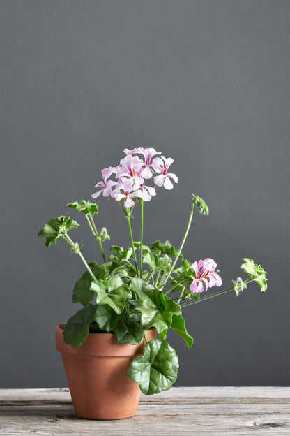 Pelargonium peltatum: geranio con incantevoli fiori lilla, presentato con cura in un vaso di terracotta su un luminoso tavolo di legno.