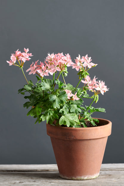 Pelargonium 'Persimonn': geranio con incantevoli fiori color rosa garofano, presentato con cura in un vaso di terracotta su un luminoso tavolo di legno.