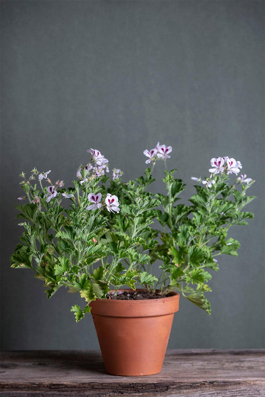 Pelargonium 'Peters Luck': geranio con incantevoli fiori bianchi-bordeaux, presentato con cura in un vaso di terracotta su un luminoso tavolo di legno.