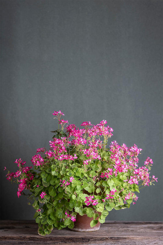 Pelargonium 'Petit Pierre': geranio con incantevoli fiori fucsia, presentato con cura in un vaso di terracotta su un luminoso tavolo di legno.