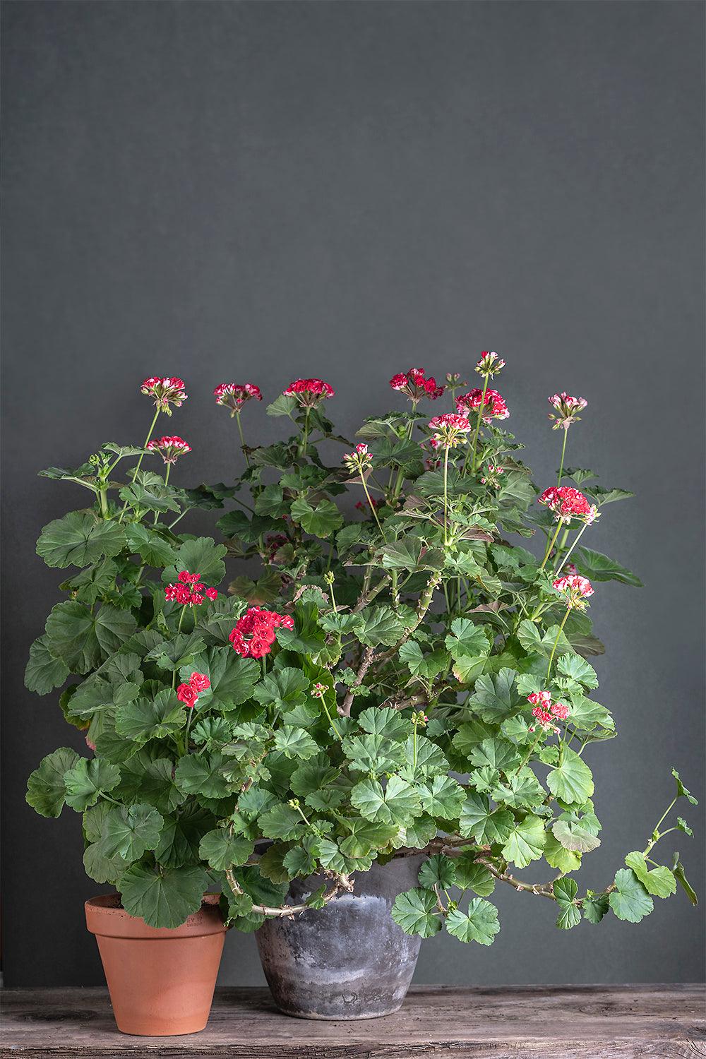 Pelargonium 'Pink Rambler': geranio con incantevoli fiori color rosso-fucsia, presentato con cura in un vaso di terracotta su un luminoso tavolo di legno.