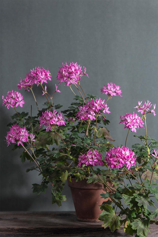 Pelargonium 'Pink stellar': geranio con incantevoli fiori color fucsia, presentato con cura in un vaso di terracotta su un luminoso tavolo di legno.