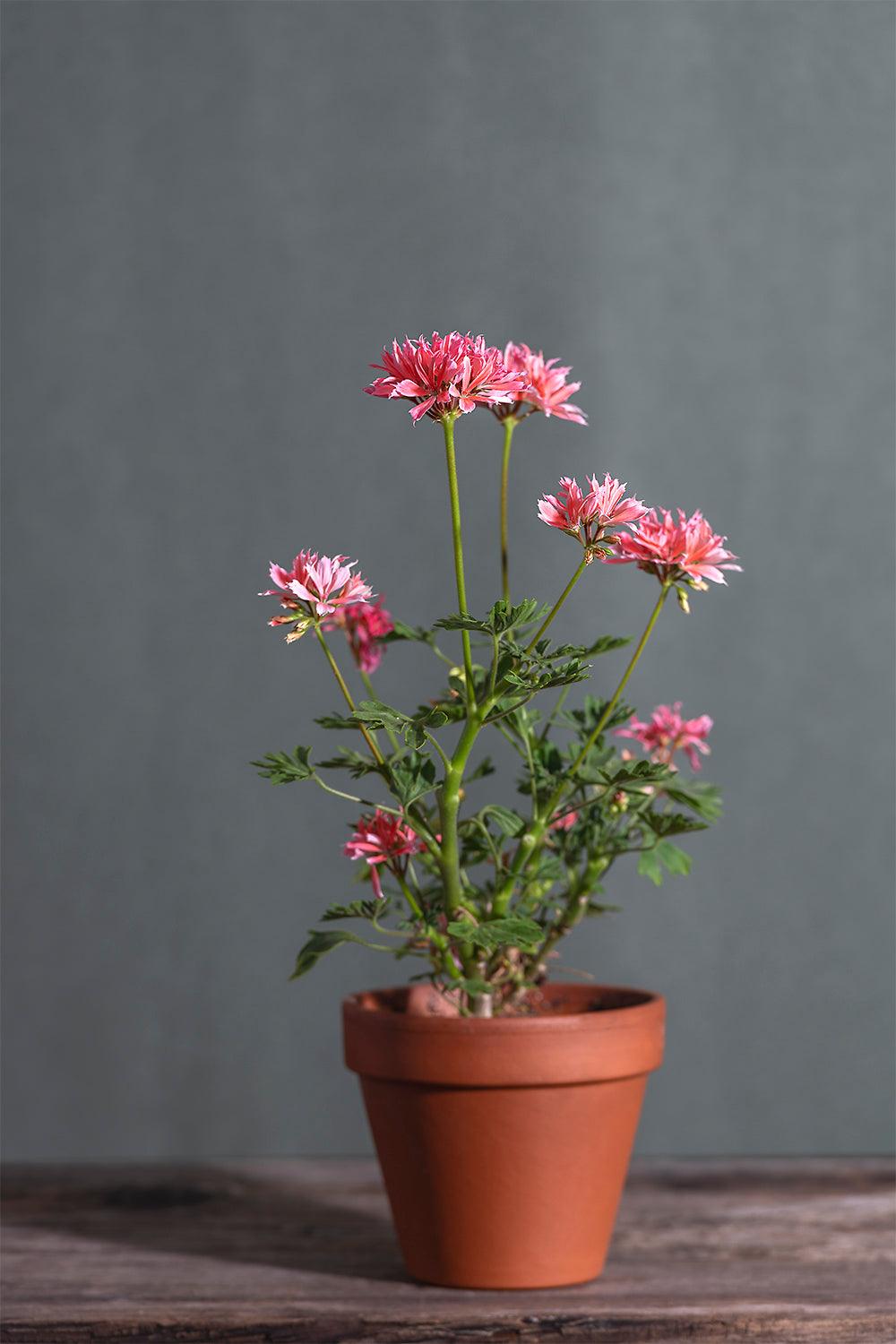 Pelargonium 'Presto': geranio con incantevoli fiori color rosa, presentato con cura in un vaso di terracotta su un luminoso tavolo di legno.