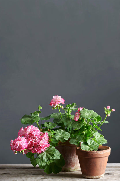 Pelargonium 'Princess Sandra': geranio con incantevoli fiori color bianco-rosa, presentato con cura in un vaso di terracotta su un luminoso tavolo di legno.