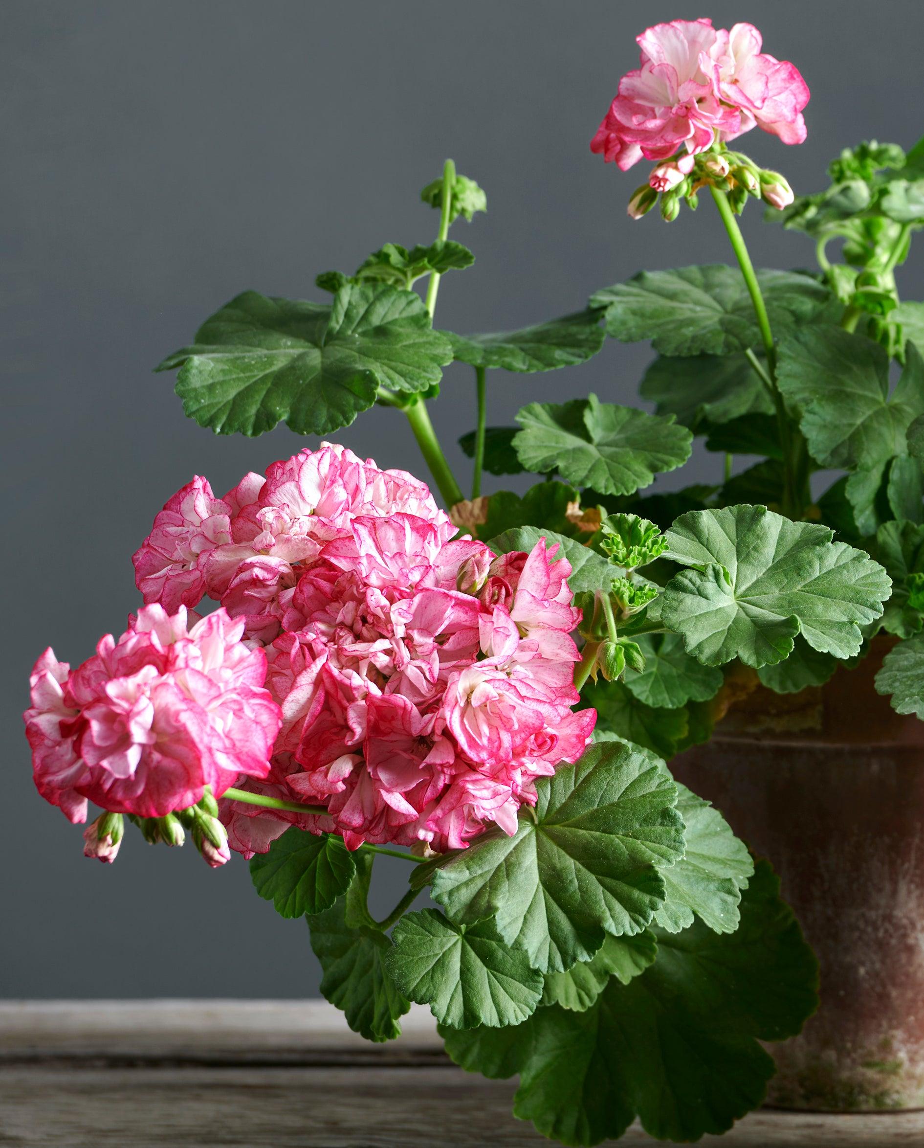 Macro foglie e incantevoli fiori color bianco-rosa di Pelargonium 'Princess Sandra'.