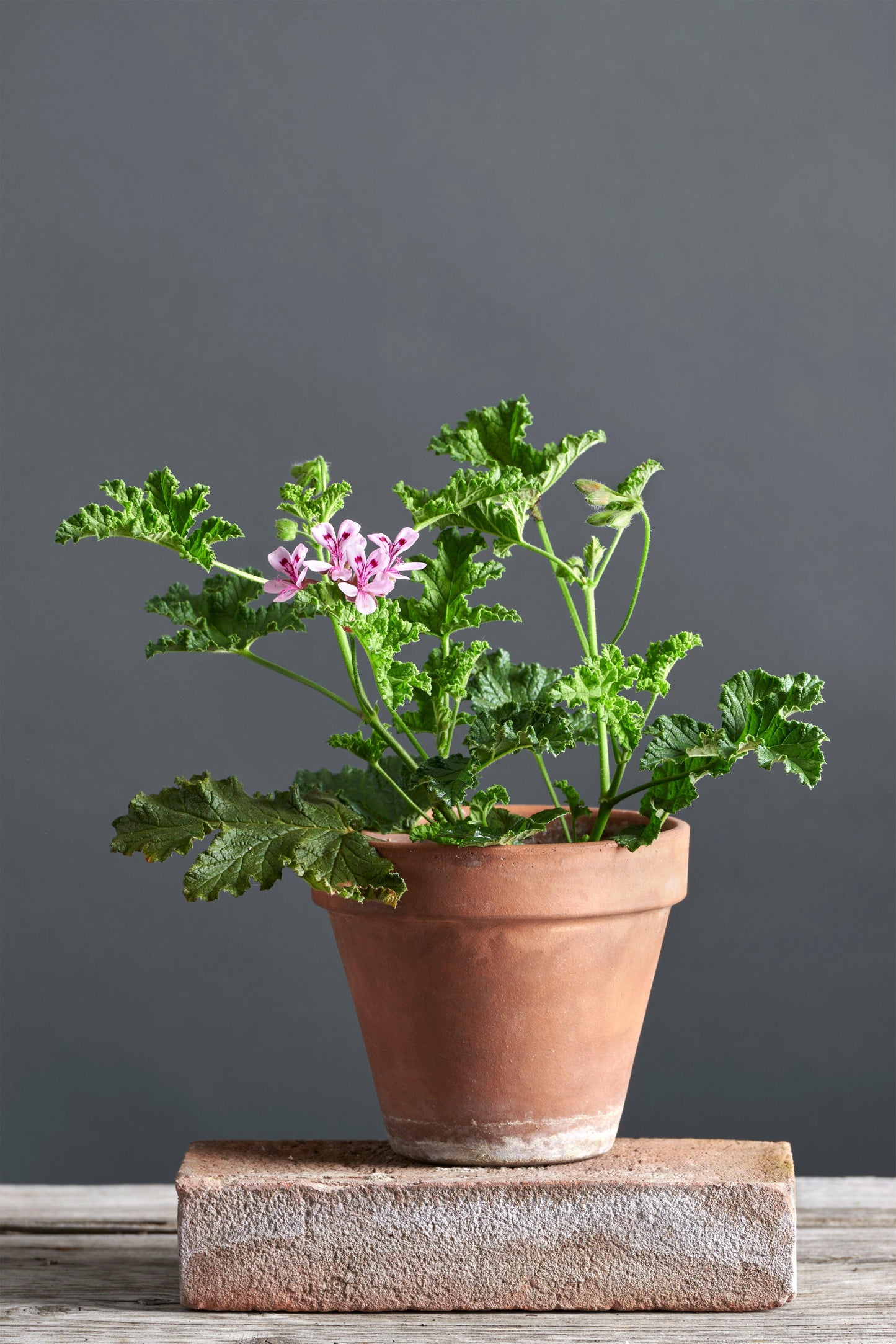 Pelargonium quercifolium: geranio con incantevoli fiori color rosa-bordeaux, presentato con cura in un vaso di terracotta su un luminoso tavolo di legno.