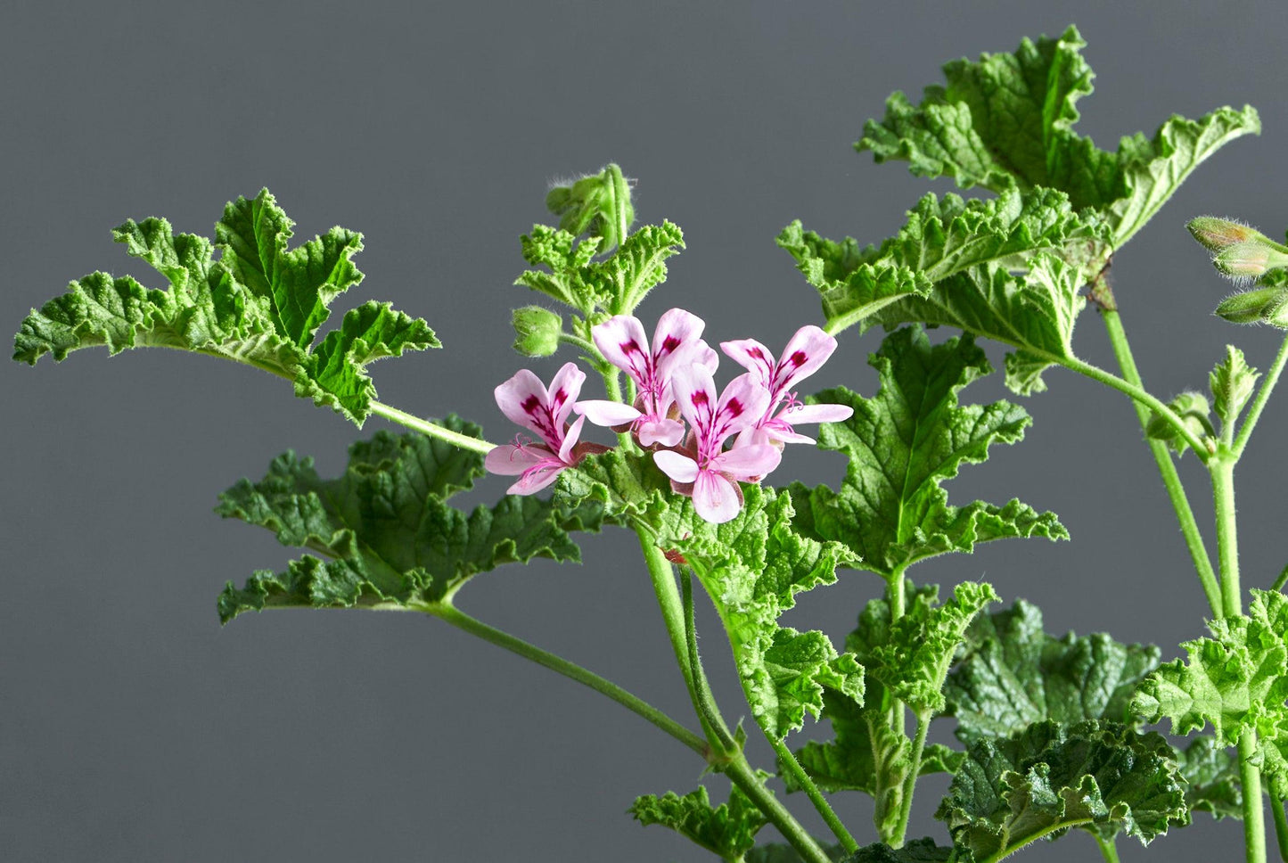 Macro foglie e incantevoli fiori color rosa-bordeaux di Pelargonium quercifolium.