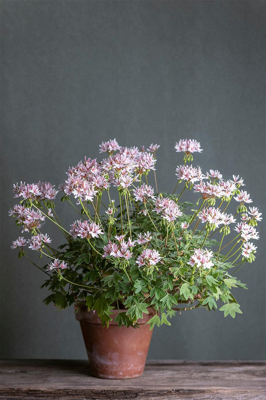 Pelargonium 'Racconigi': geranio con incantevoli fiori color rosa polvere, presentato con cura in un vaso di terracotta su un luminoso tavolo di legno.