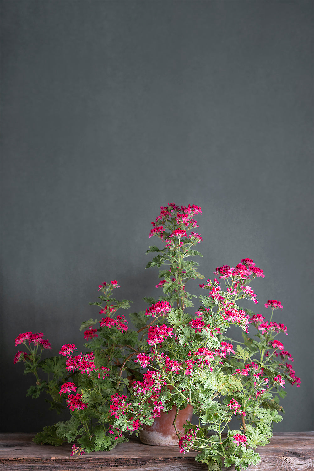 Pelargonium radula rosea: geranio con incantevoli fiori color magenta, presentato con cura in un vaso di terracotta su un luminoso tavolo di legno.