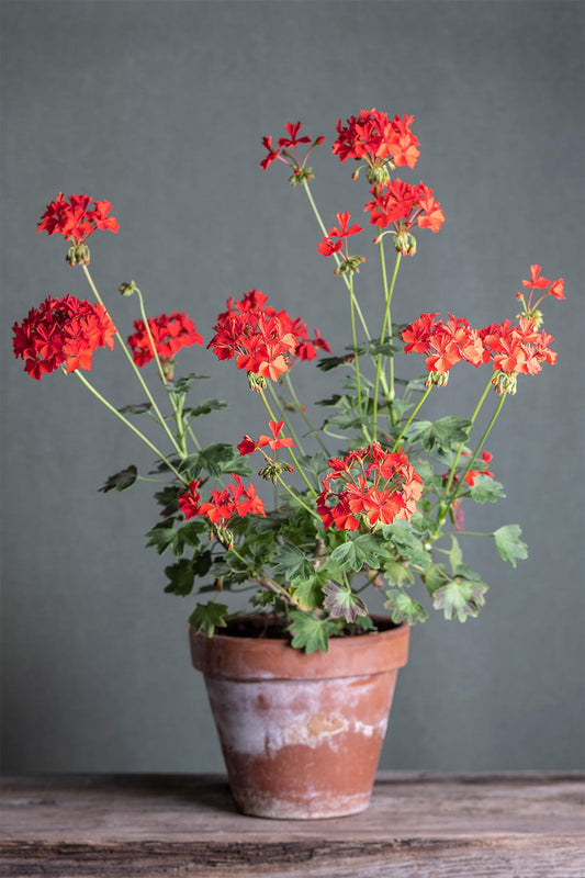 Pelargonium 'Red Stellar' : geranio con incantevoli fiori color rosso scarlatto, presentato con cura in un vaso di terracotta su un luminoso tavolo di legno.