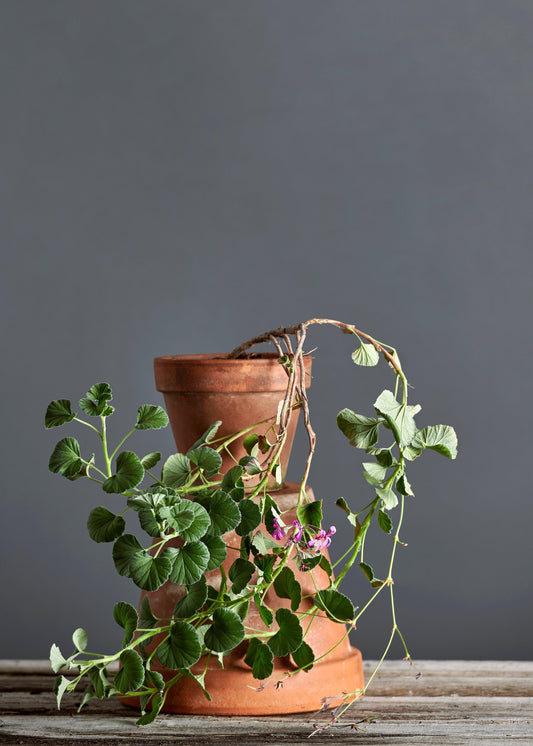 Pelargonium reniforme: geranio con incantevoli fiori color magenta, presentato con cura in un vaso di terracotta su un luminoso tavolo di legno.