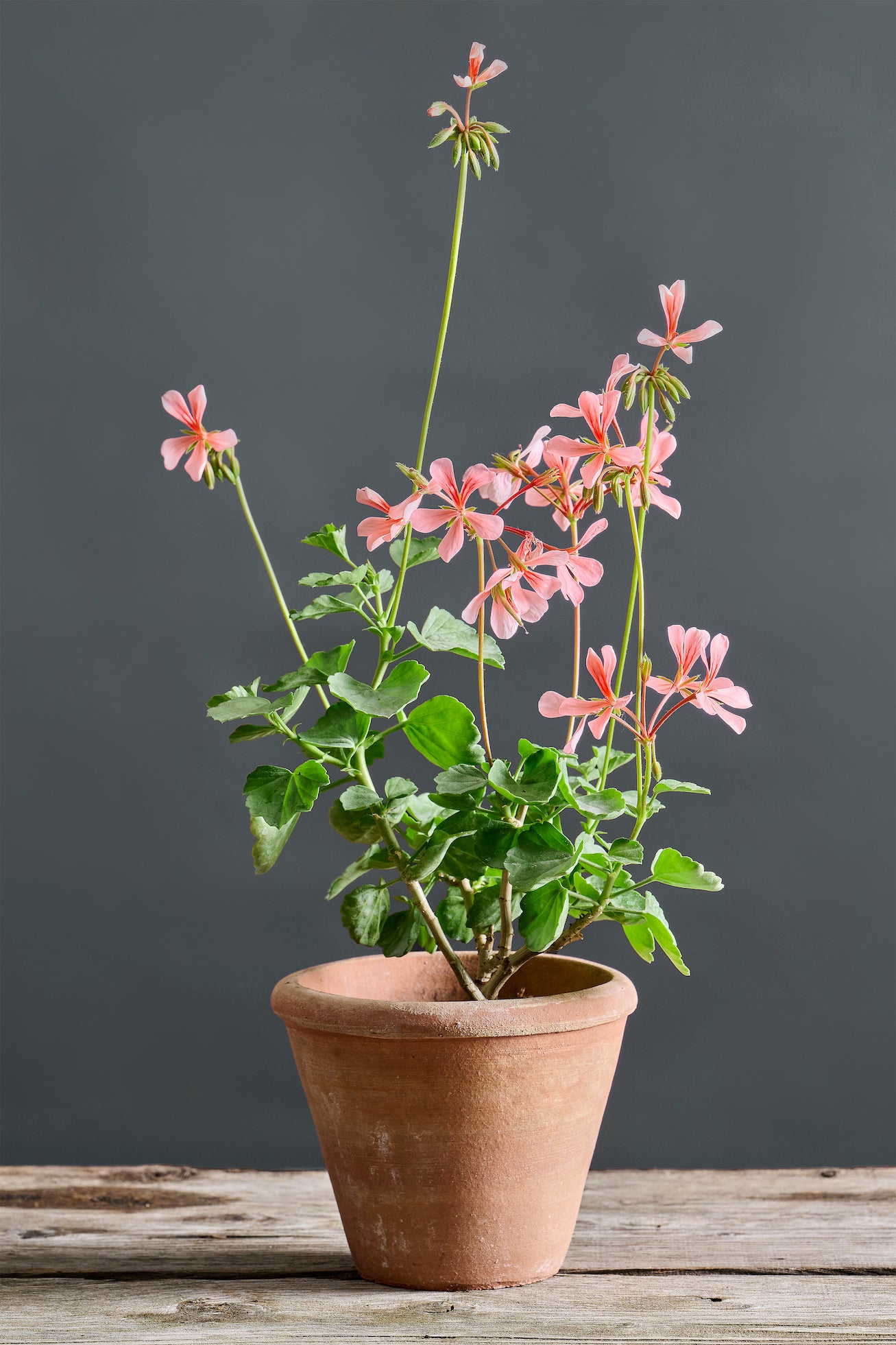 Pelargonium salmoneum: geranio con incantevoli fiori color salmone, presentato con cura in un vaso di terracotta su un luminoso tavolo di legno.