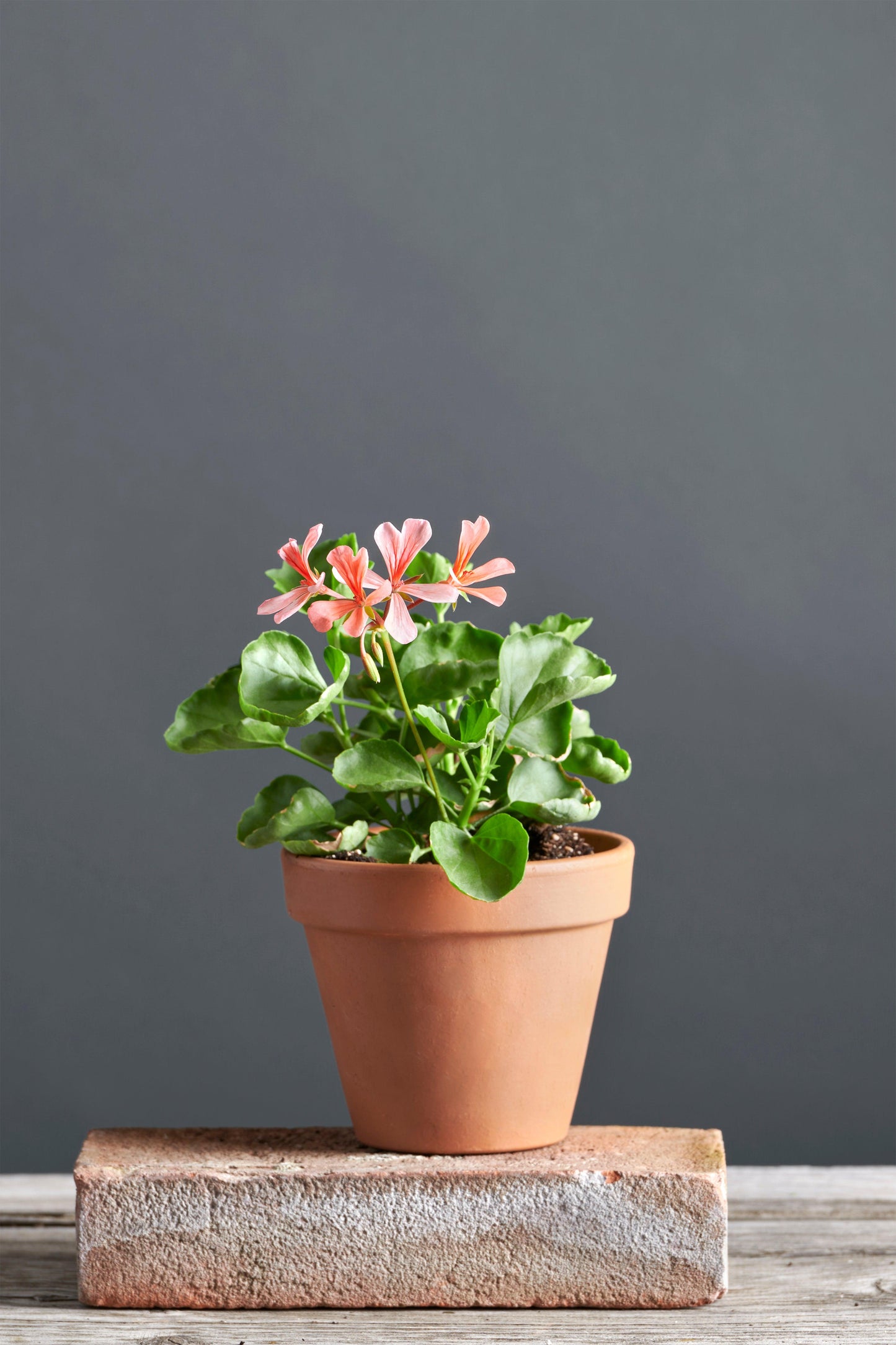 Pelargonium salmoneum: geranio con incantevoli fiori color salmone, presentato con cura in un vaso di terracotta su un luminoso tavolo di legno.