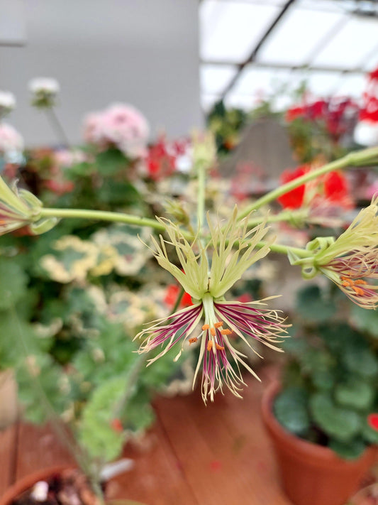 Macro foglie e incantevoli fiori color verde-bordeaux di Pelargonium schizopetalum.