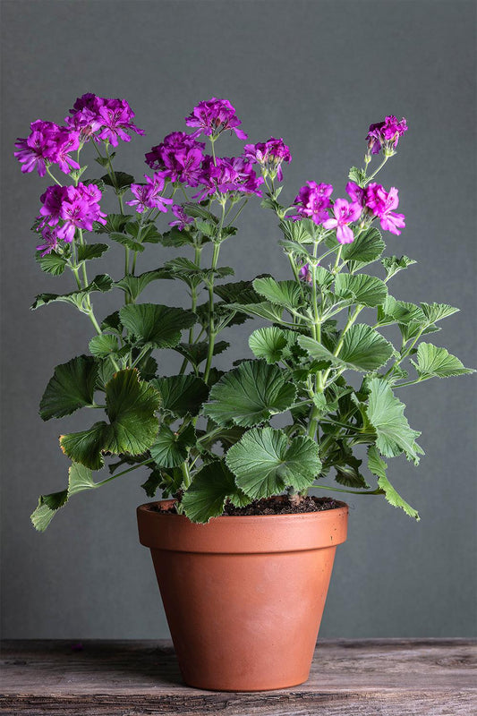 Pelargonium 'Scilly Mauve': geranio con incantevoli fiori color fucsia, presentato con cura in un vaso di terracotta su un luminoso tavolo di legno.