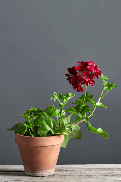 Pelargonium 'Siciliano': geranio con incantevoli fiori color nero-rosso, presentato con cura in un vaso di terracotta su un luminoso tavolo di legno. 