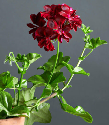 Macro foglie e incantevoli fiori color nero-rosso di Pelargonium 'Siciliano'.