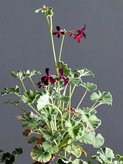 Macro foglie e incantevoli fiori color nero-viola di Pelargonium sidoides 'Burgundy'.