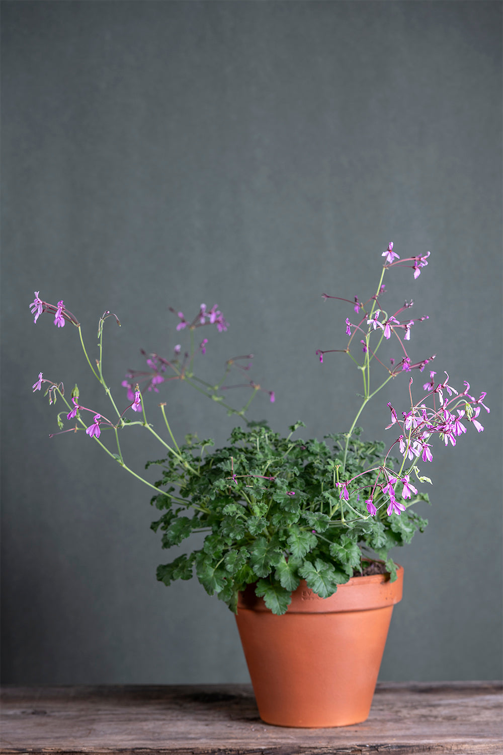 Pelargonium 'Snowy Nuting': geranio con incantevoli fiori color rosa intenso, presentato con cura in un vaso di terracotta su un luminoso tavolo di legno.