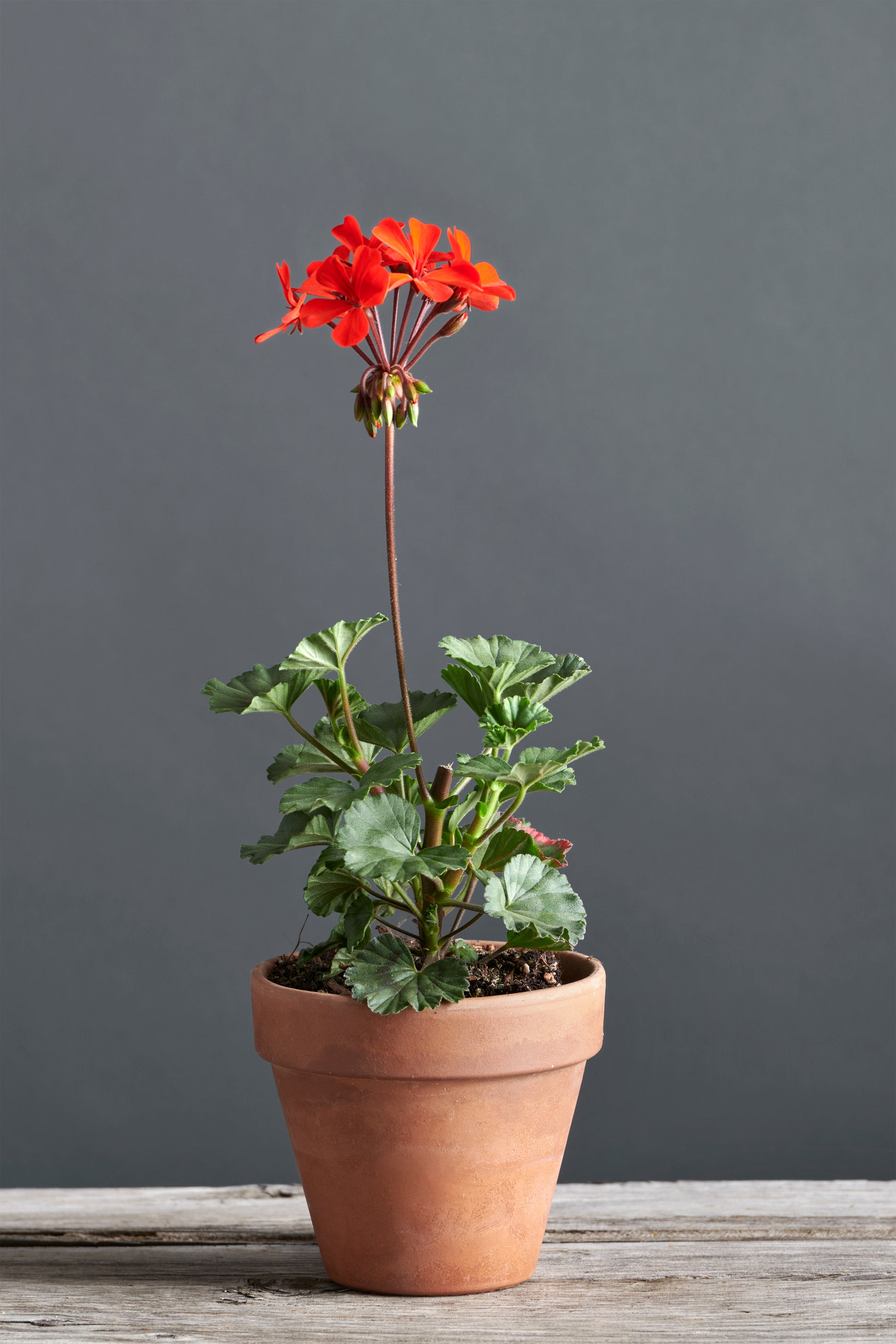 Pelargonium 'Stadt Bern': geranio con incantevoli fiori color rosso geranio, presentato con cura in un vaso di terracotta su un luminoso tavolo di legno.