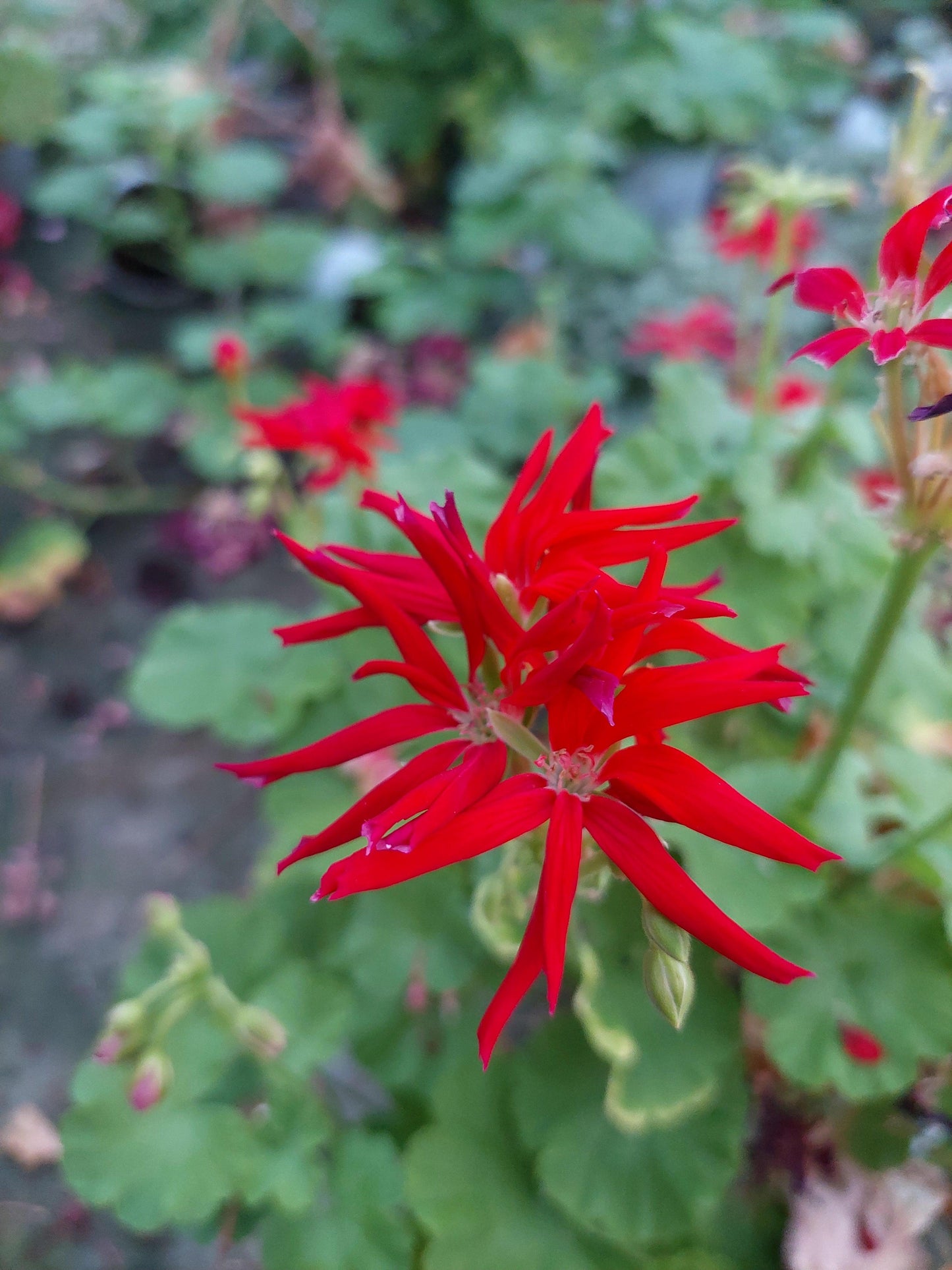 Macro foglie e incantevoli fiori color rosso di Pelargonium 'Star of Persia'.