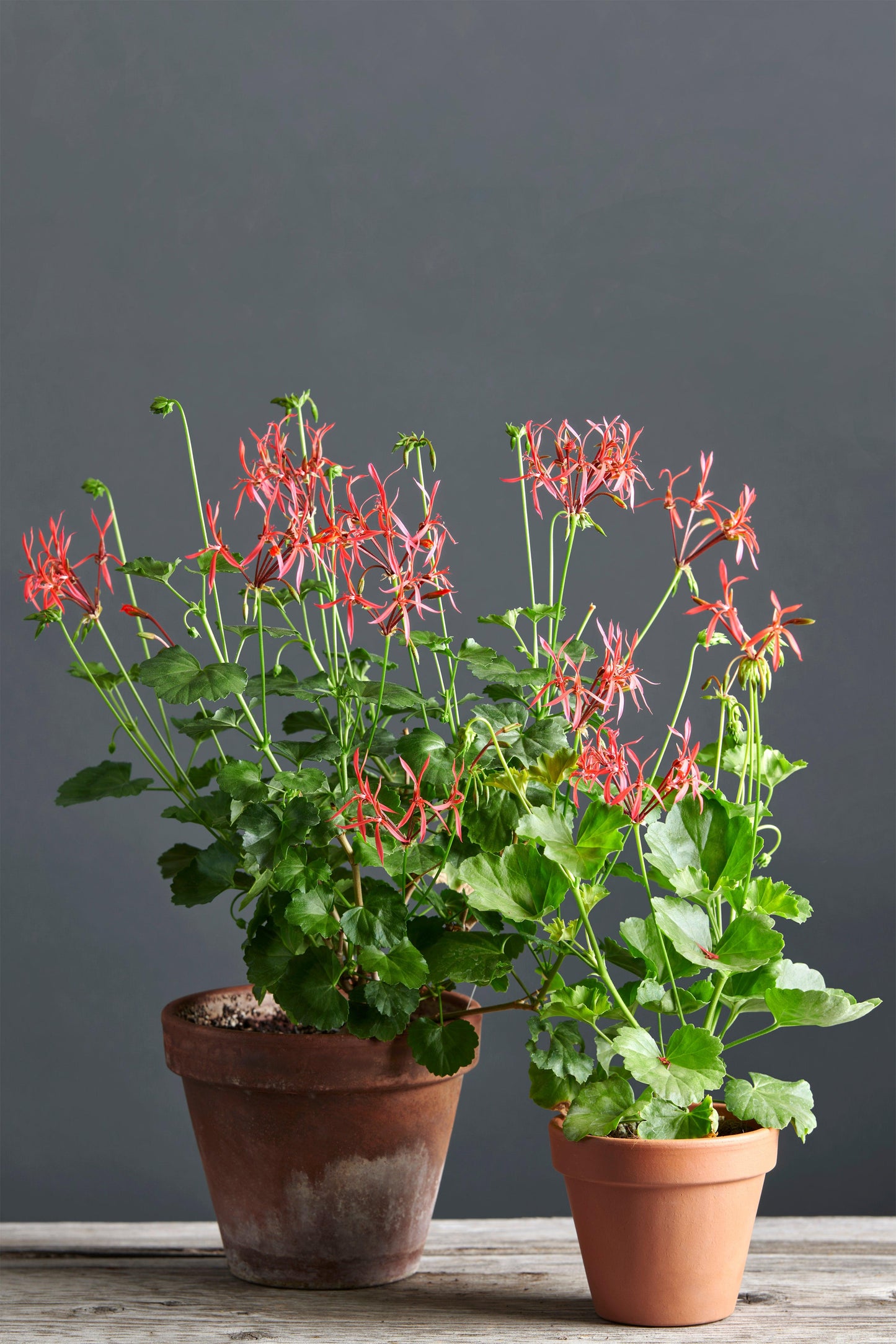 Pelargonium stenopetalum: geranio con incantevoli fiori color arancio bruciato, presentato con cura in un vaso di terracotta su un luminoso tavolo di legno.