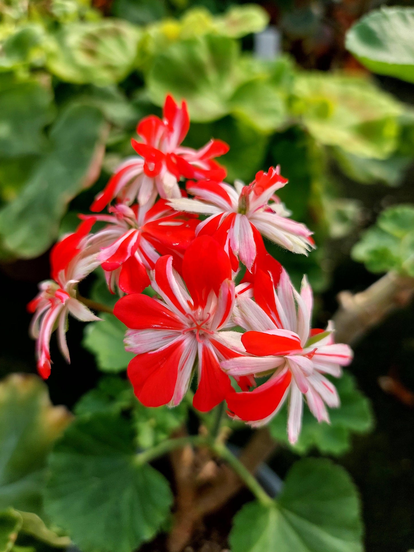 Macro foglie e incantevoli fiori color rosso-bianchi di Pelargonium 'Steyrer Sterndl'.