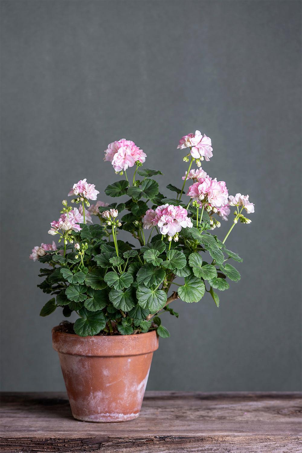 Pelargonium 'Susan Payne': geranio con incantevoli fiori bianco rosati, presentato con cura in un vaso di terracotta su un luminoso tavolo di legno.