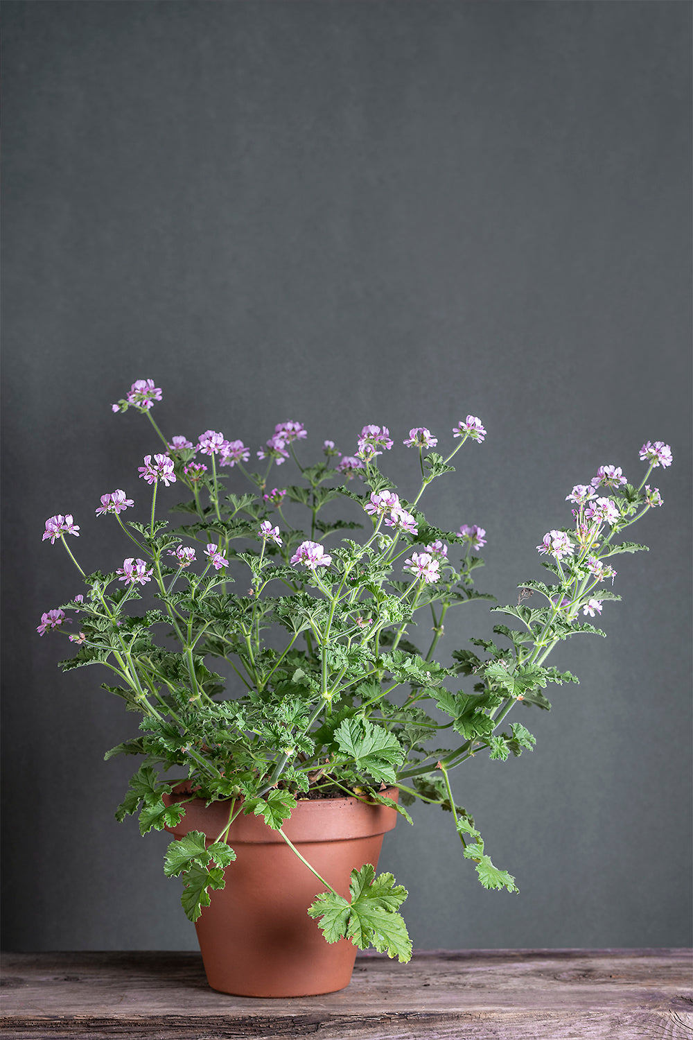 Pelargonium 'Sweet Miriam': geranio con incantevoli fiori rosa, presentato con cura in un vaso di terracotta su un luminoso tavolo di legno.