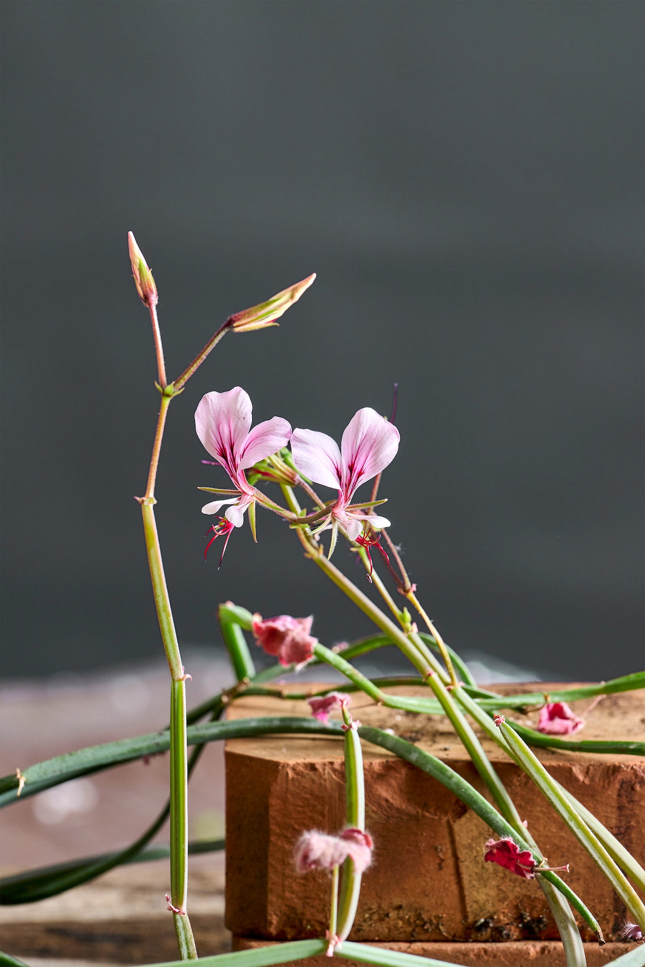 Pelargonium tetragonum: geranio con incantevoli fiori color rosa chiaro, macro su fiore.