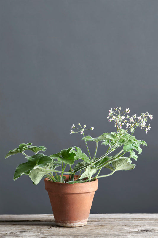 Pelargonium tomentosum: geranio con incantevoli fiori bianchi, presentato con cura in un vaso di terracotta su un luminoso tavolo di legno.