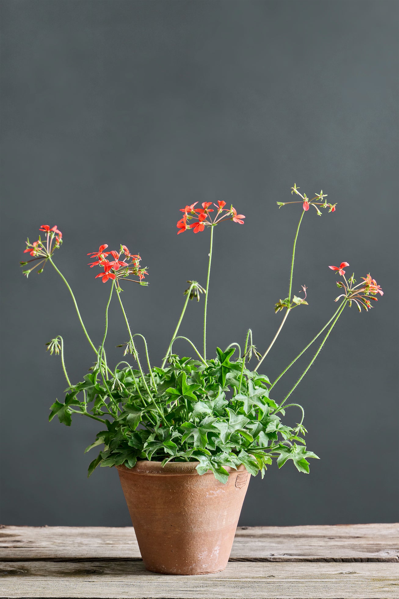 Pelargonium tongaense: geranio con incantevoli fiori color rosso geranio, presentato con cura in un vaso di terracotta su un luminoso tavolo di legno.