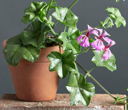 Macro foglie e incantevoli fiori color rosa di Pelargonium 'Ursula'.