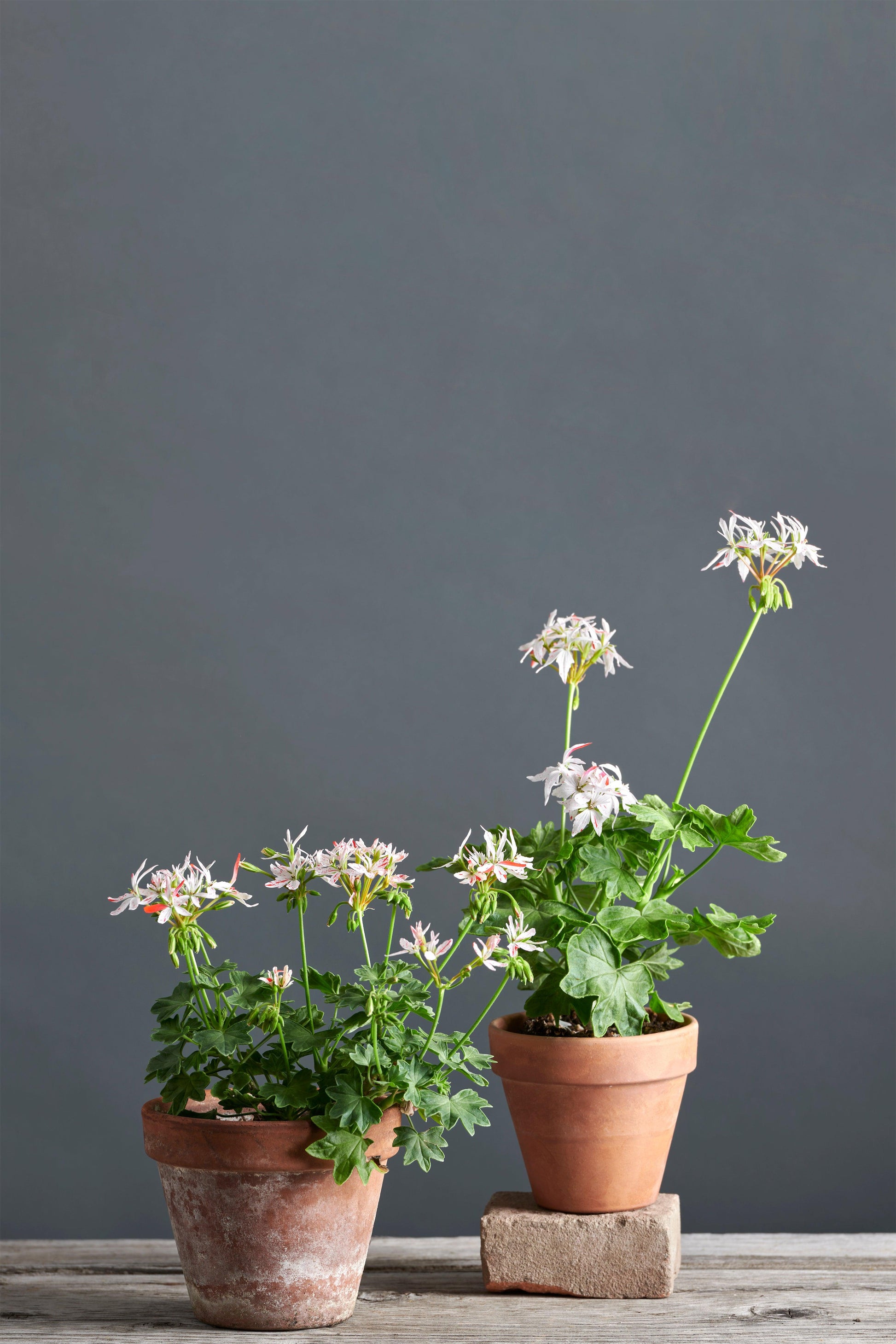 Pelargonium 'Vectis Glitter': geranio con incantevoli fiori color bianco-rosso, presentato con cura in un vaso di terracotta su un luminoso tavolo di legno.