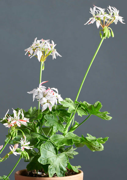 Macro foglie e incantevoli fiori color bianco-rosso di Pelargonium 'Vectis Glitter'.