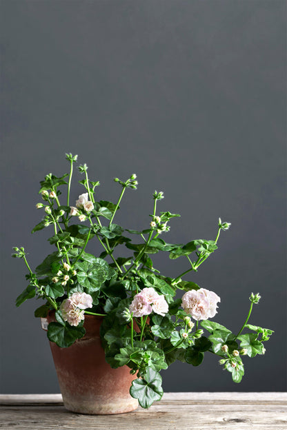 Pelargonium 'Viva Carolina': geranio con incantevoli fiori color bianco-rosa, presentato con cura in un vaso di terracotta su un luminoso tavolo di legno.