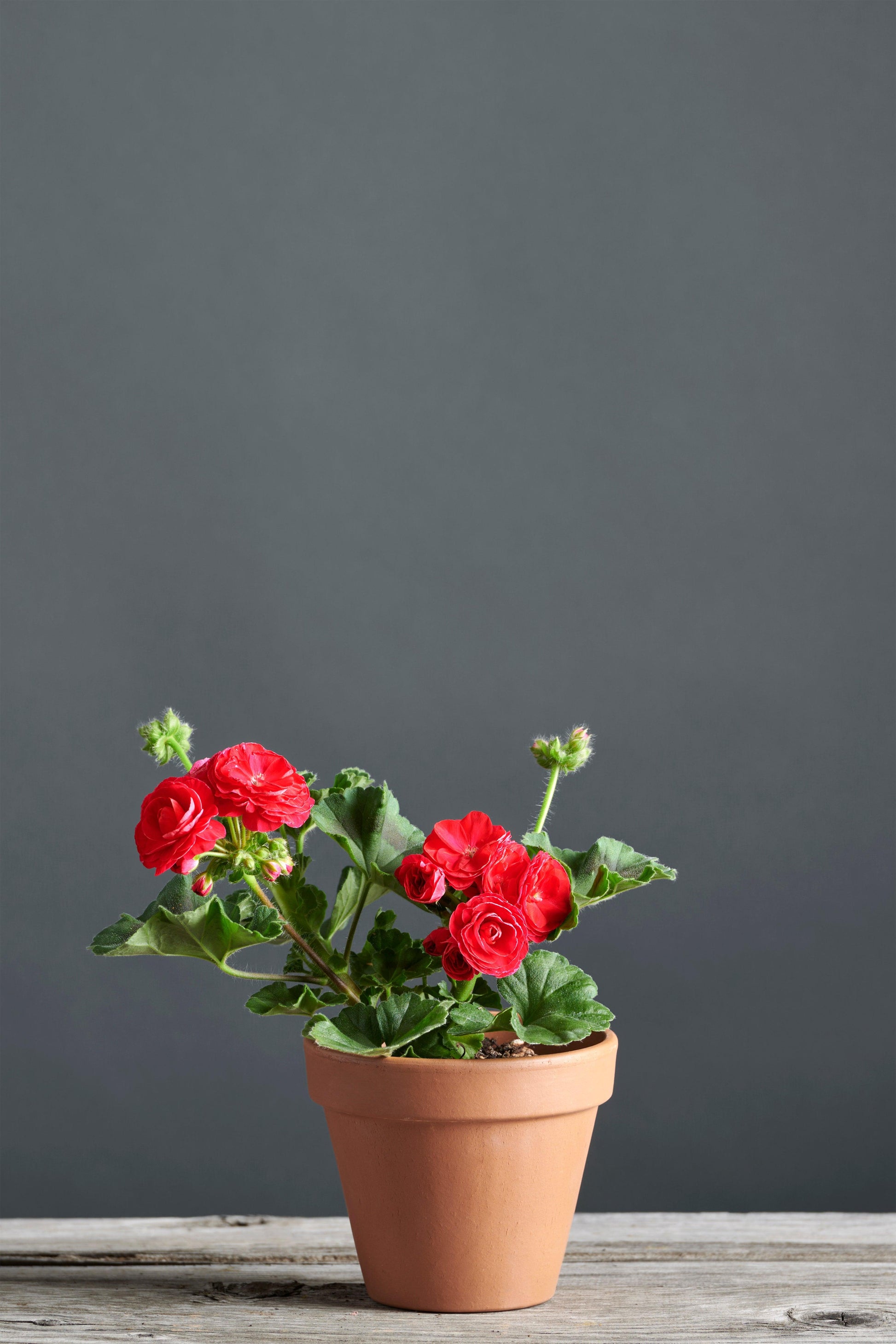 Pelargonium 'Viva Rosita': geranio con incantevoli fiori color rosso vermiglio, presentato con cura in un vaso di terracotta su un luminoso tavolo di legno.