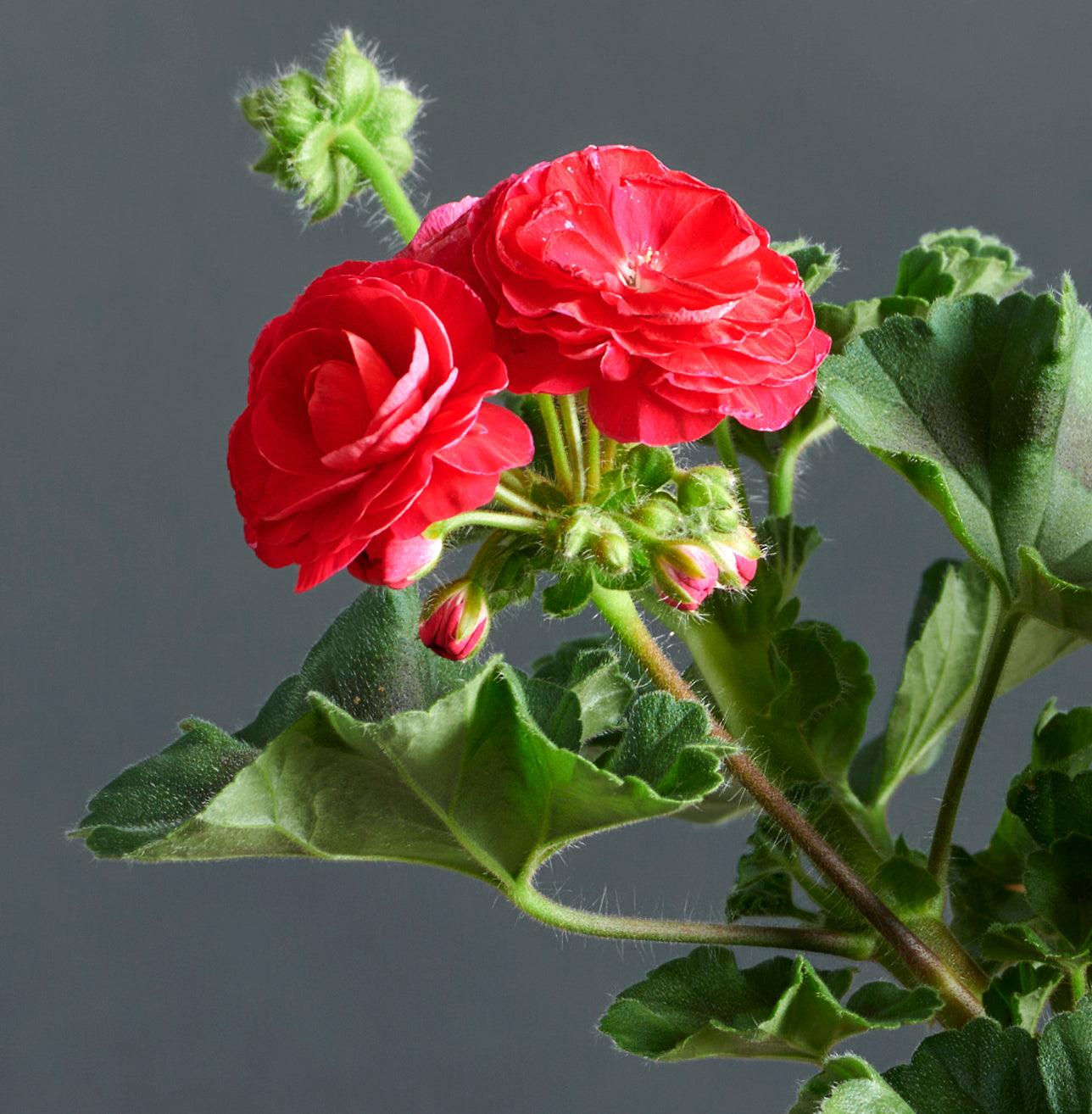 Macro foglie e incantevoli fiori color rosso vermiglio di Pelargonium 'Viva Rosita'.