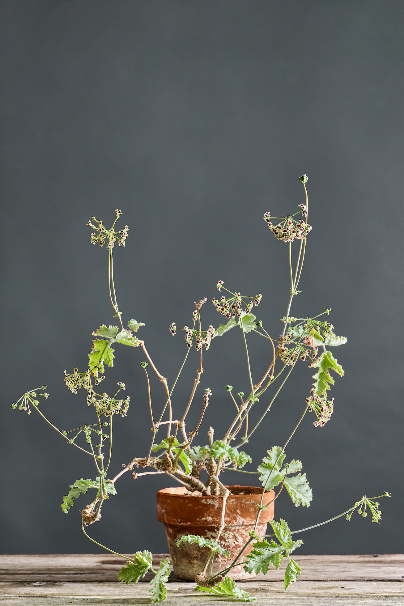 Glauciifolium