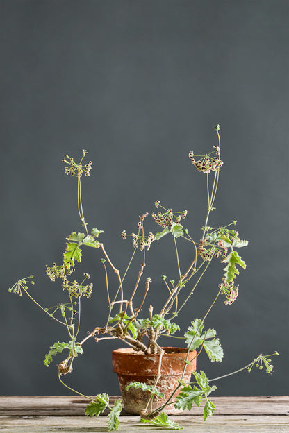 Glauciifolium
