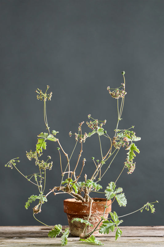 Glauciifolium
