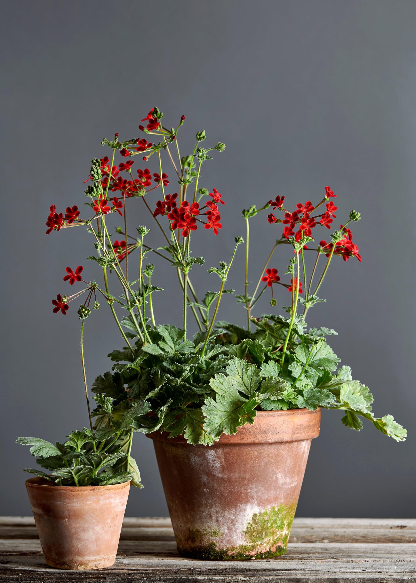 Pelargonium x ardens: geranio con incantevoli fiori color bordeax-nero, presentato con cura in un vaso di terracotta su un luminoso tavolo di legno. 