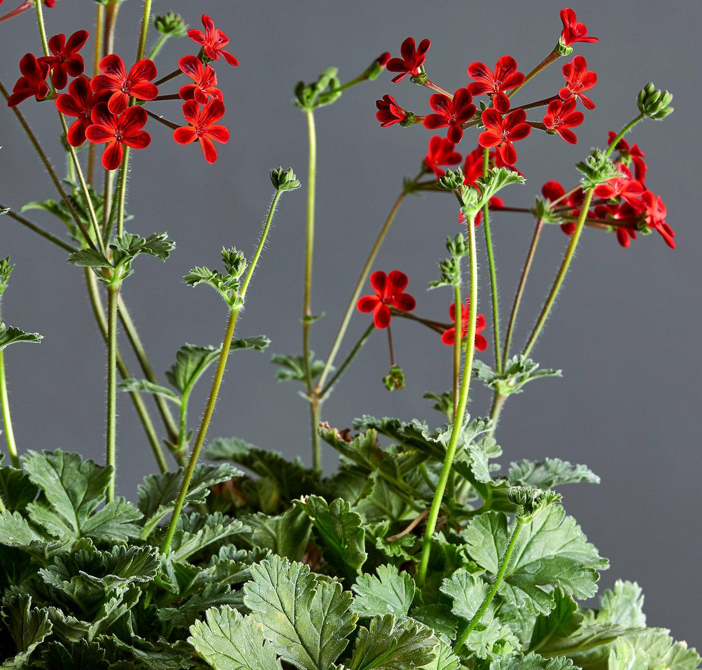 Macro foglie e incantevoli fiori color bordeax-nero di Pelargonium x ardens.