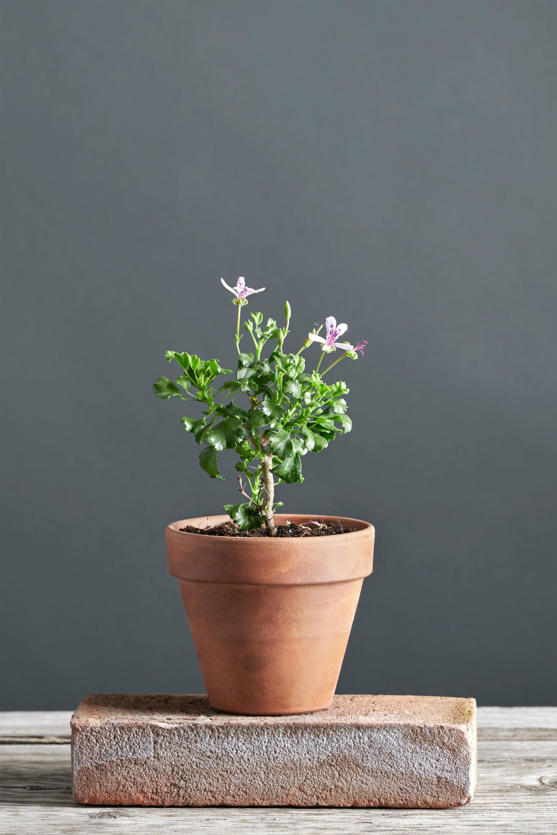 Pelargonium xerophyton: geranio con incantevoli fiori color rosa chiaro, presentato con cura in un vaso di terracotta su un luminoso tavolo di legno.