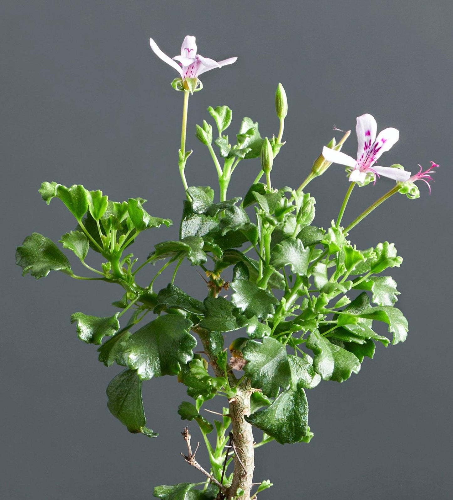 Pelargonium xerophyton, geranio con incantevoli fiori color rosa chiaro.