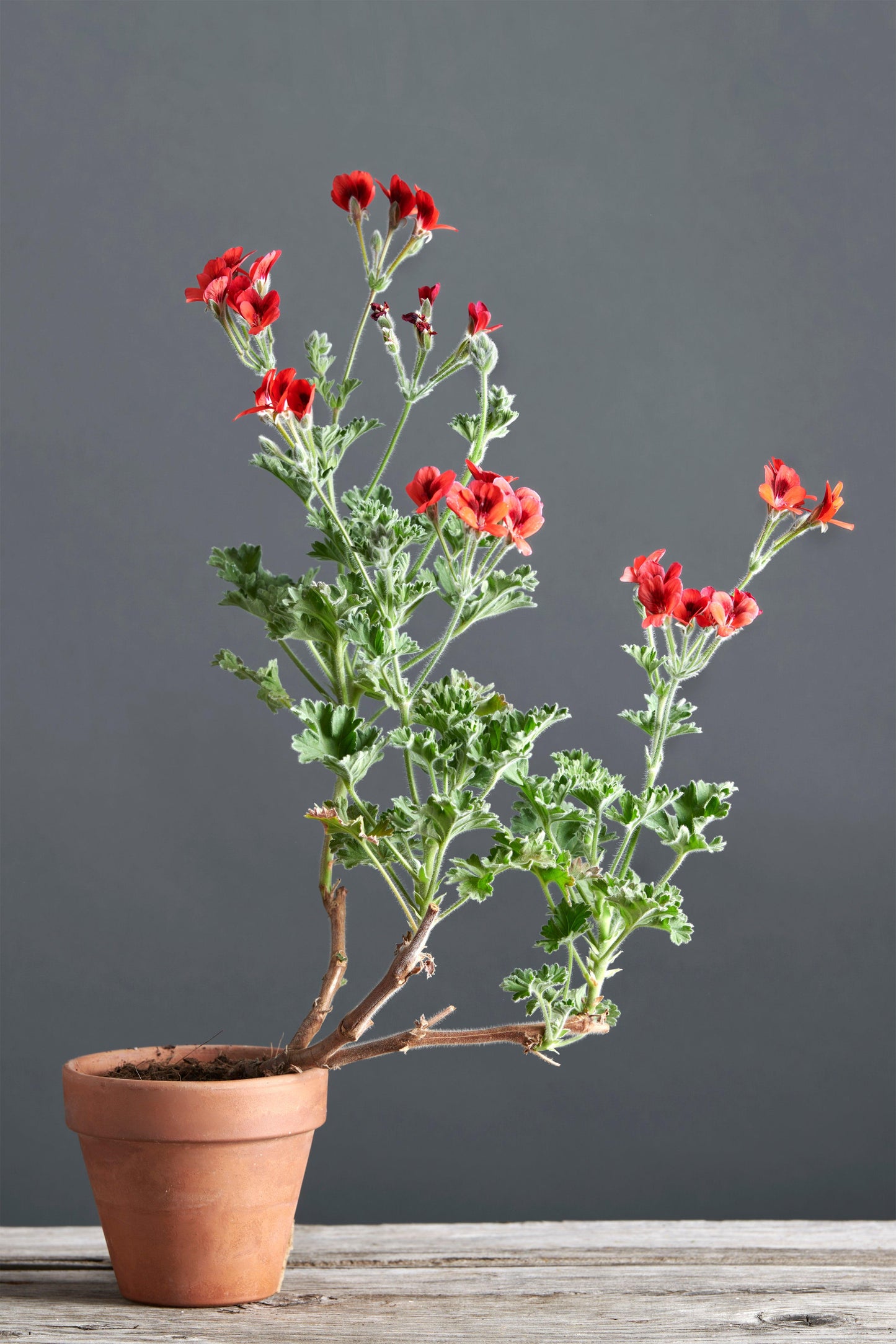 Pelargonium x ignescens: geranio con incantevoli fiori color rosso, presentato con cura in un vaso di terracotta su un luminoso tavolo di legno.