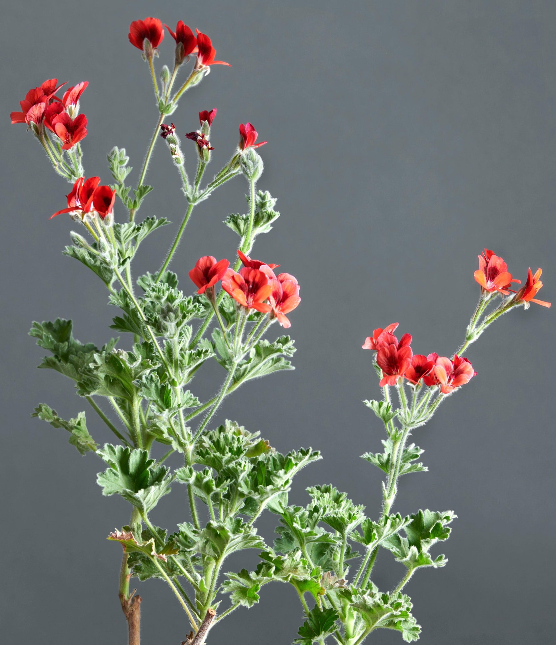 Macro foglie e incantevoli fiori color rosso di Pelargonium x ignescens.