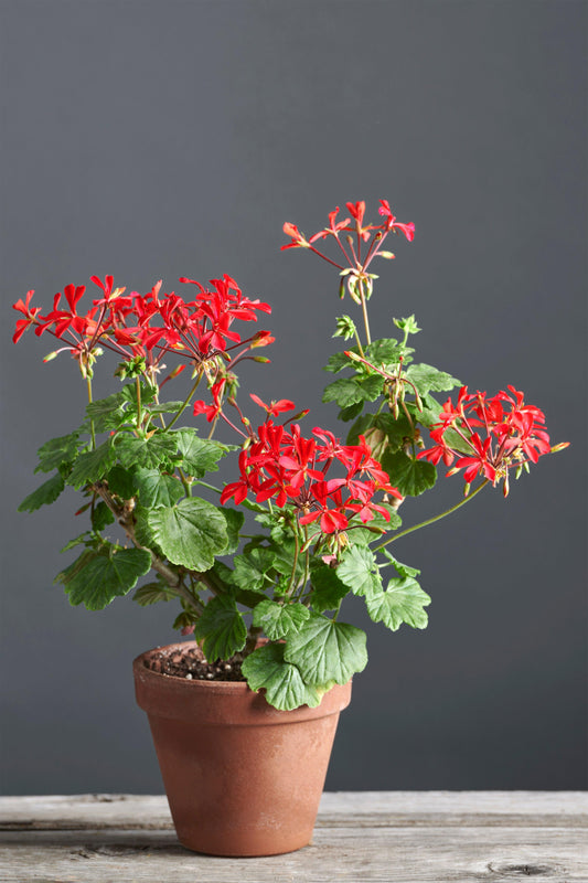 Pelargonium x kewense: geranio con incantevoli fiori color rosso intenso, presentato con cura in un vaso di terracotta su un luminoso tavolo di legno.