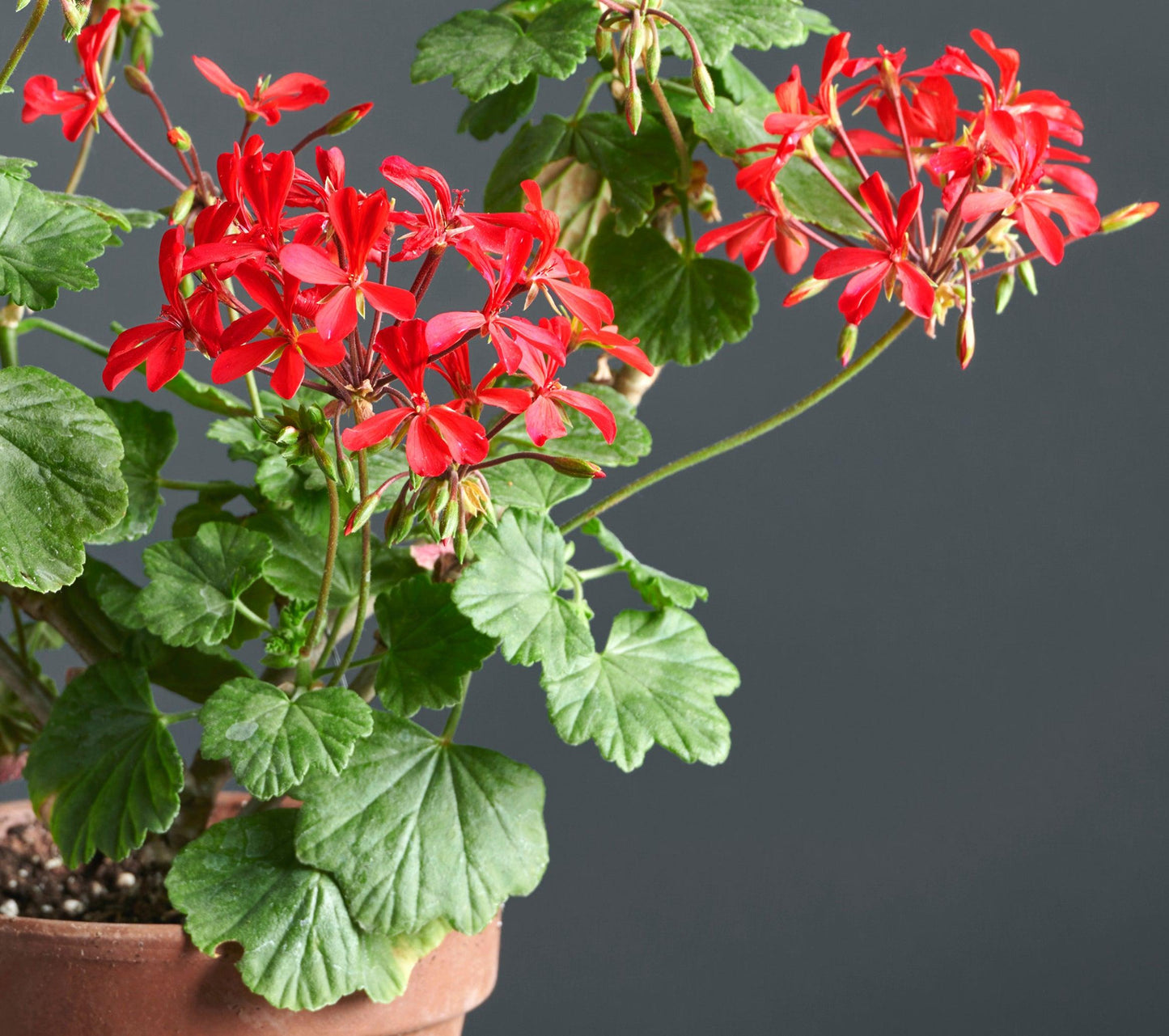 Macro foglie e incantevoli fiori color rosso intenso di Pelargonium x kewense.